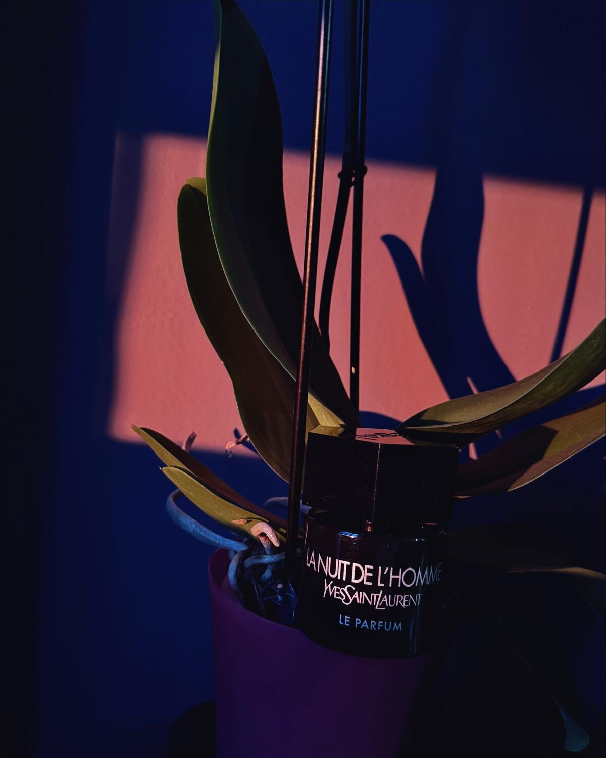عطر ادکلن لا نویی دو لوم له پارفوم ایو سن لوران - La Nuit de L'Homme Le Parfum Yves Saint Laurent - بررسی، قیمت و خرید