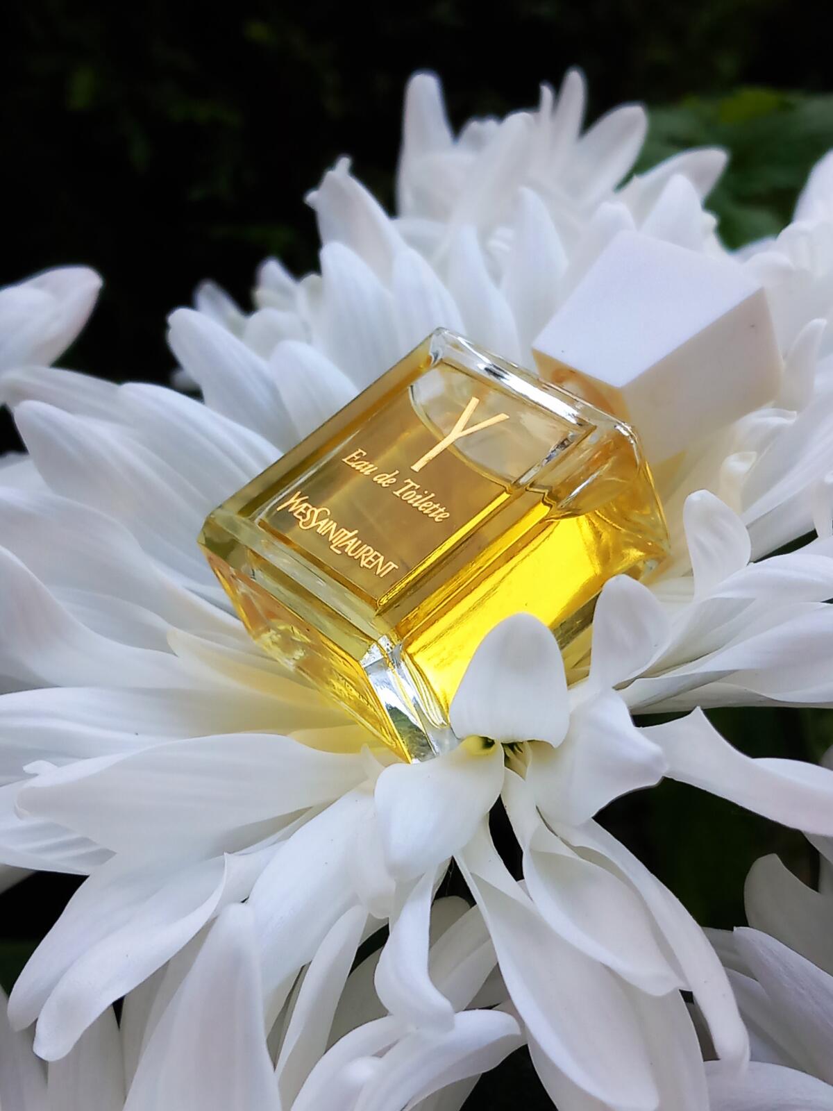 عطر ادکلن وای ایو سن لورن - Y Yves Saint Laurent - بررسی، قیمت و خرید