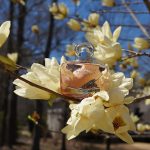 عطر ادکلن بیوتیفول مگنولیا اینتنس استی لودر - Beautiful Magnolia Intense Estée Lauder - بررسی، قیمت و خرید