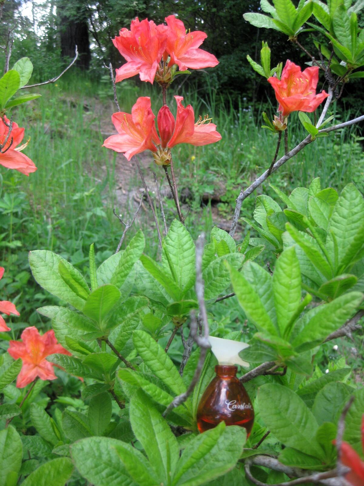 عطر ادکلن کانتاته ایوروشه - Cantate Yves Rocher - بررسی، قیمت و خرید