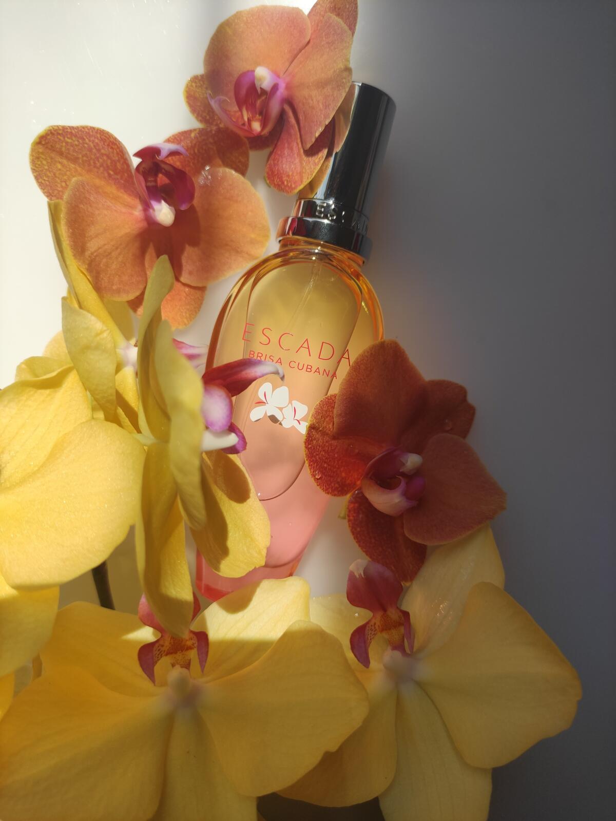 عطر ادکلن بِریسا کوبانا اِسکادا - Brisa Cubana Escada - بررسی، قیمت و خرید