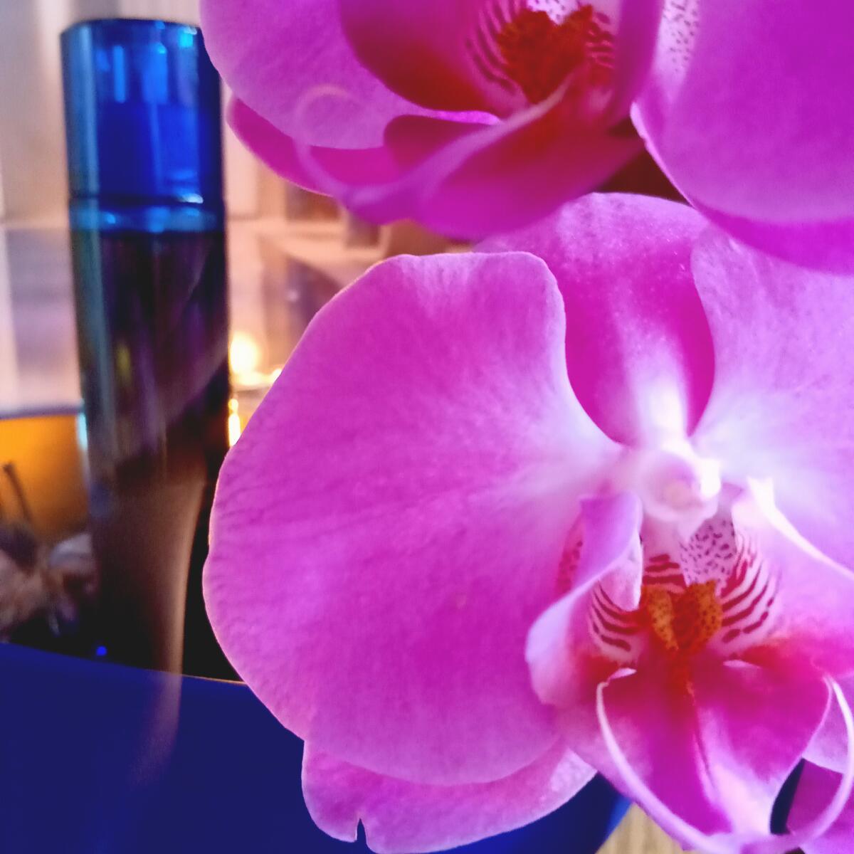 عطر ادکلن نو اُو د تویلت ایو سن لوران - Nu Eau de Toilette Yves Saint Laurent - بررسی، قیمت و خرید