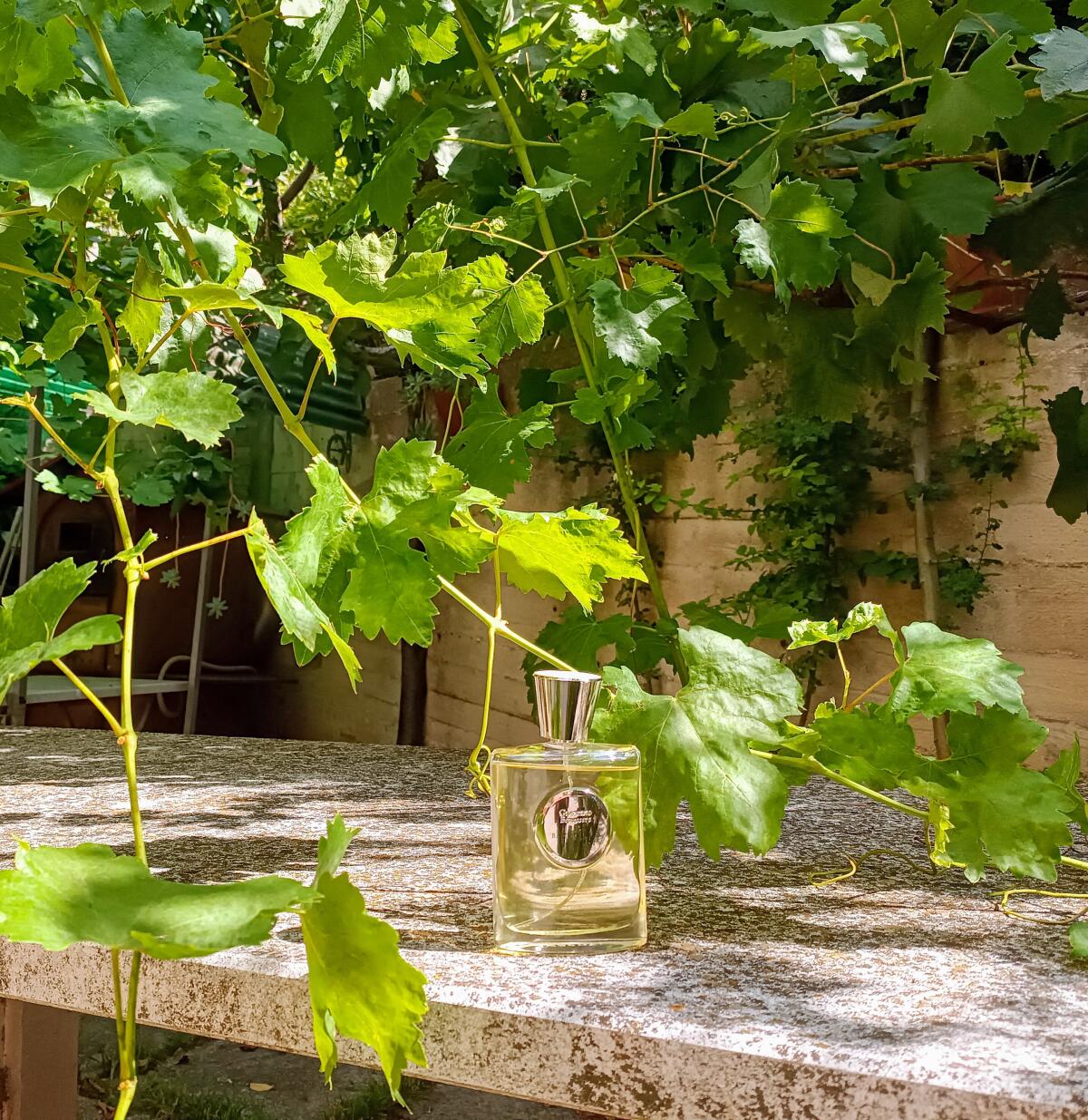 عطر ادکلن بک تو ماسک جاردینو بنسِره - Back To Musk Giardino Benessere - بررسی، قیمت و خرید