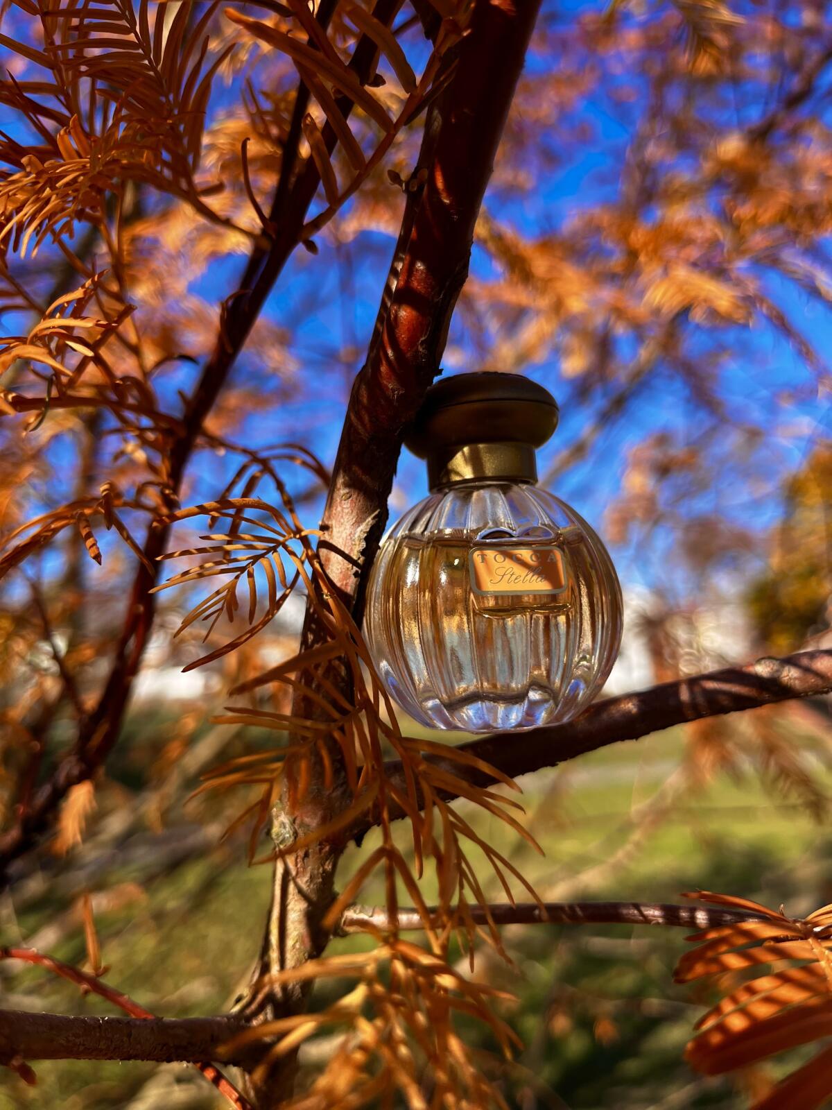 عطر ادکلن استلا توکا - Stella Tocca - بررسی، قیمت و خرید