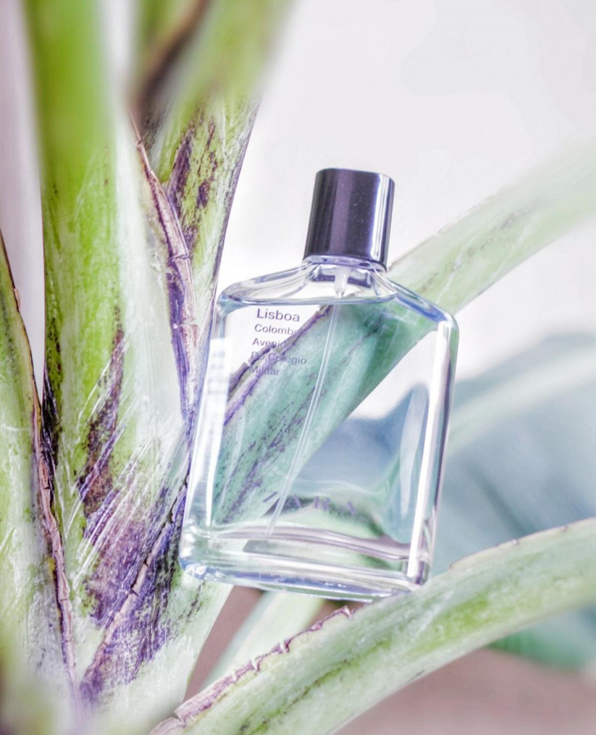 عطر ادکلن زارا لیسبوا کلمبو آونیدا دو کالجو میلیتر زارا - Zara Lisboa Colombo Avenida do Colegio Militar Zara - بررسی، قیمت و خرید
