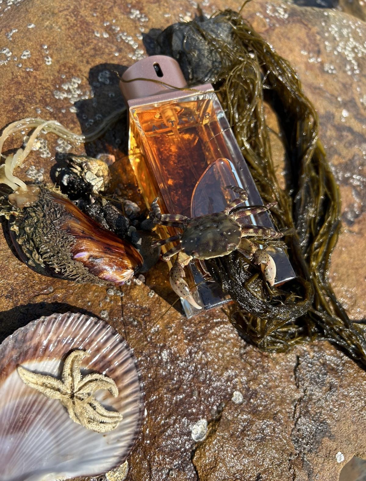عطر ادکلن آلتامیر تد لاپیدوس - Altamir Ted Lapidus - بررسی، قیمت و خرید