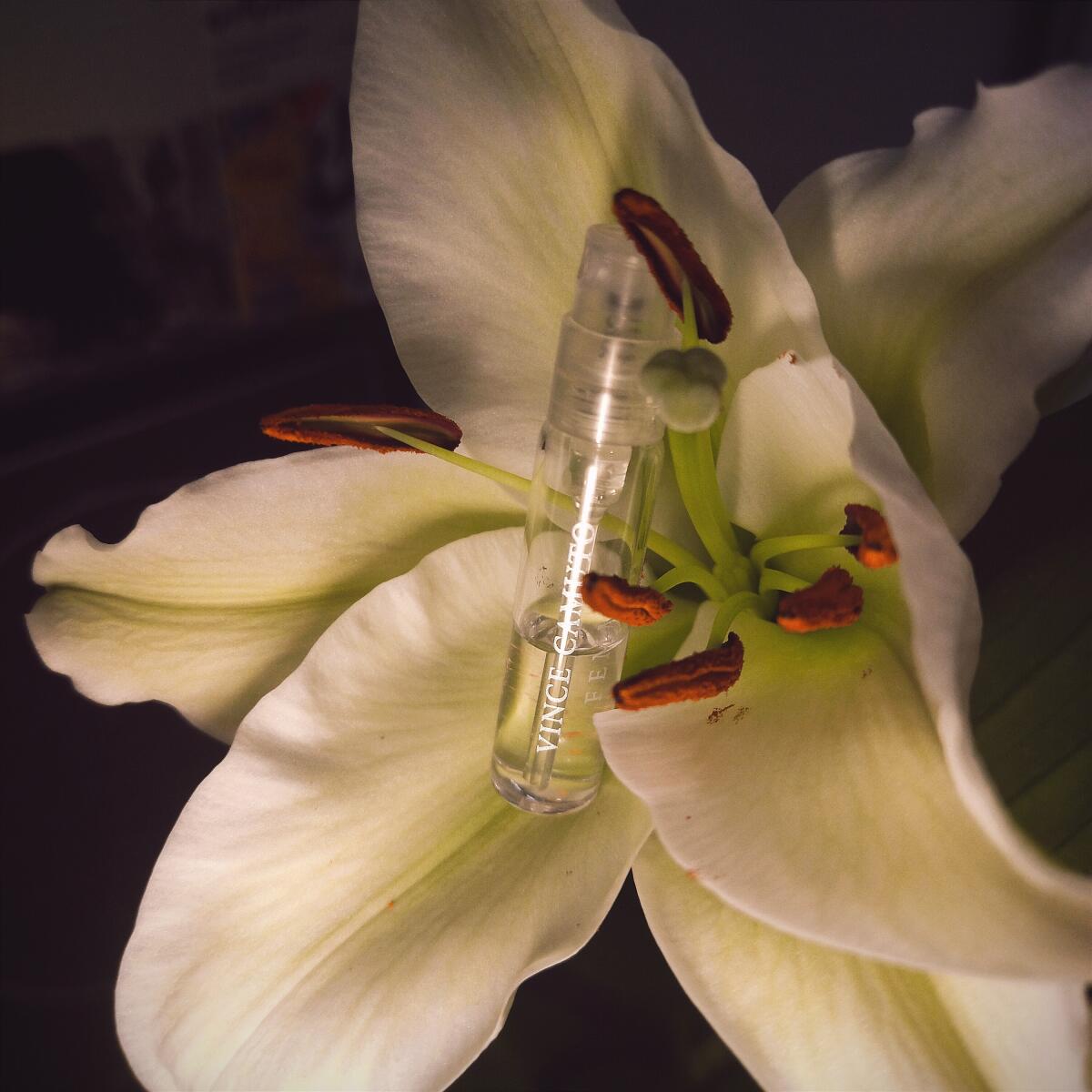 عطر ادکلن ونس کاموتو فم وینس کاموتو - Vince Camuto Femme Vince Camuto - بررسی، قیمت و خرید