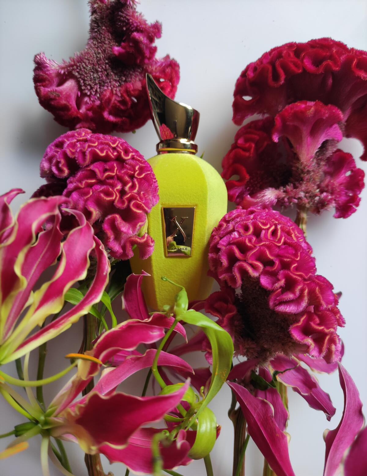 عطر ادکلن امابیل زرجوف - Amabile Xerjoff - بررسی، قیمت و خرید