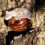 عطر ادکلن بورلی هیلز گیل هایمن - Beverly Hills Gale Hayman - بررسی، قیمت و خرید
