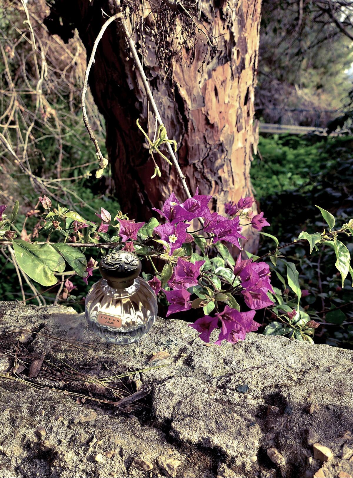 عطر ادکلن استلا توکا - Stella Tocca - بررسی، قیمت و خرید