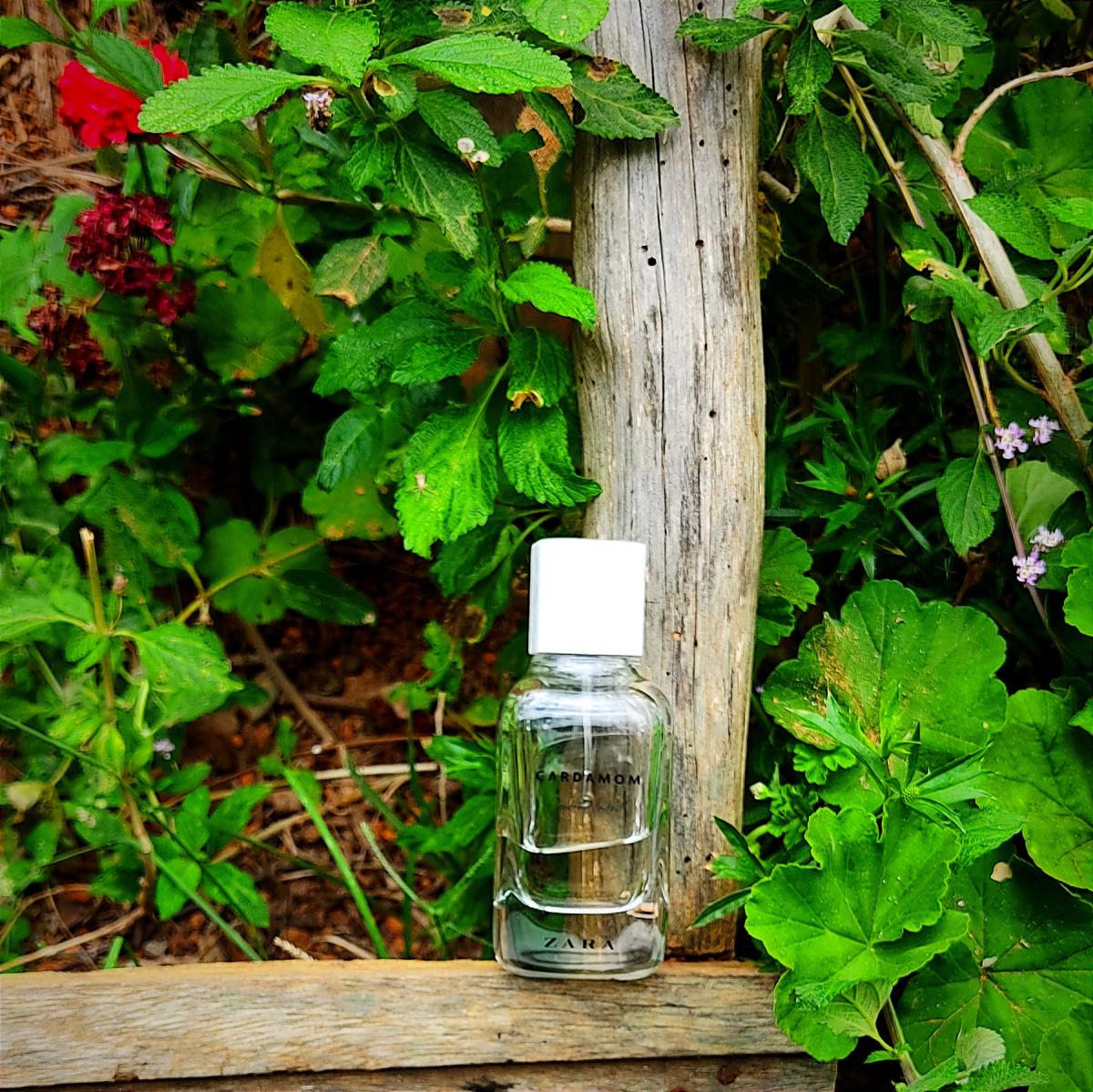 عطر ادکلن هل زارا - Cardamom - Gender Neutral Zara - بررسی، قیمت و خرید