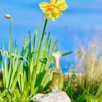 عطر ادکلن ژادور دیور - J'adore Dior - بررسی، قیمت و خرید
