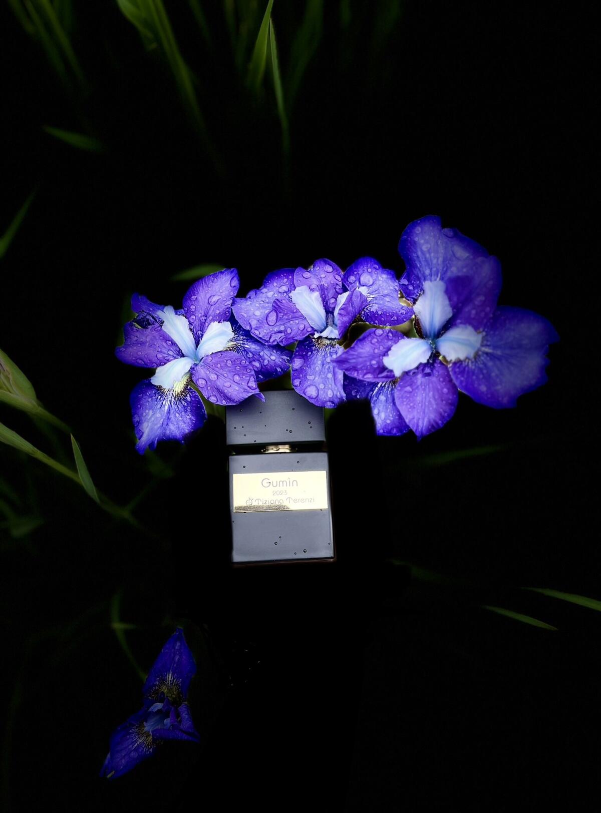 عطر ادکلن جومین تیزیانا ترنزی - Gumin Tiziana Terenzi - بررسی، قیمت و خرید