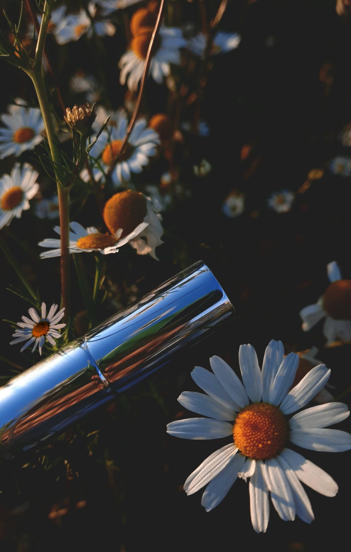 عطر ادکلن دی باکمکوف د دیفرنت کمپانی - De Bachmakov The Different Company - بررسی، قیمت و خرید