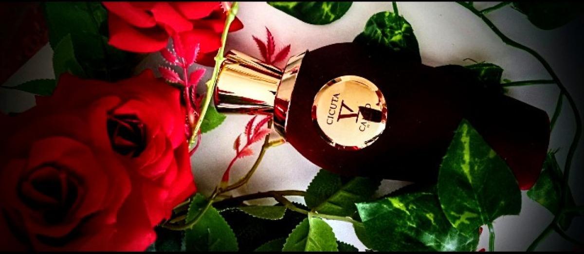 عطر ادکلن سی‌کیوتا وی کانتو - Cicuta V Canto - بررسی، قیمت و خرید
