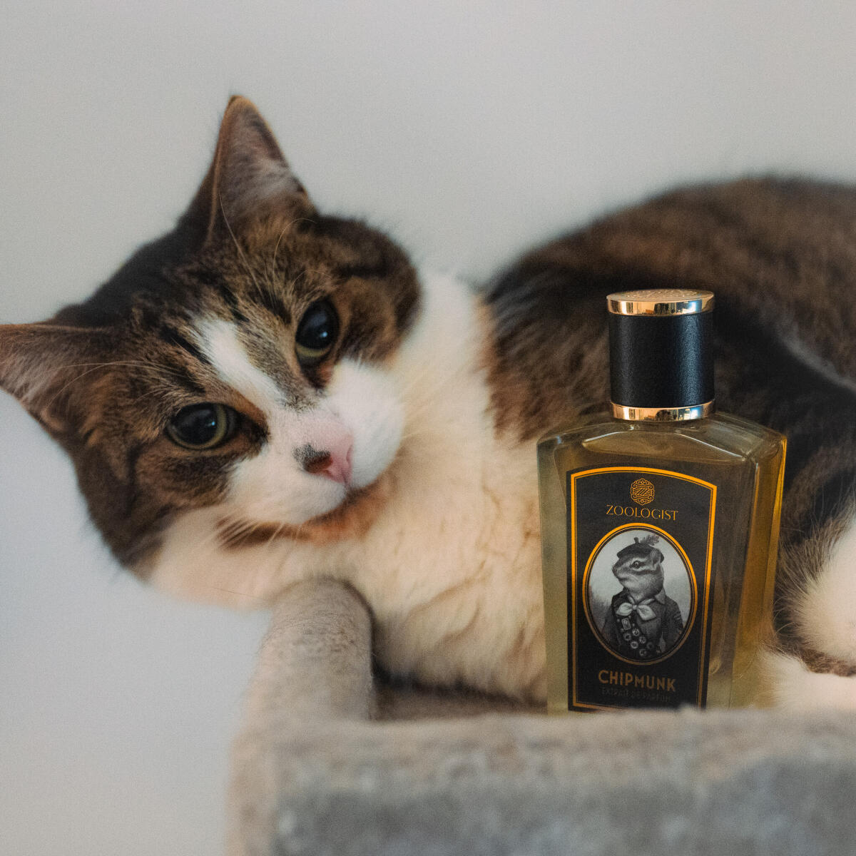 عطر ادکلن چیپمانک زئولوژیست پرفیومز - Chipmunk Zoologist Perfumes - بررسی، قیمت و خرید