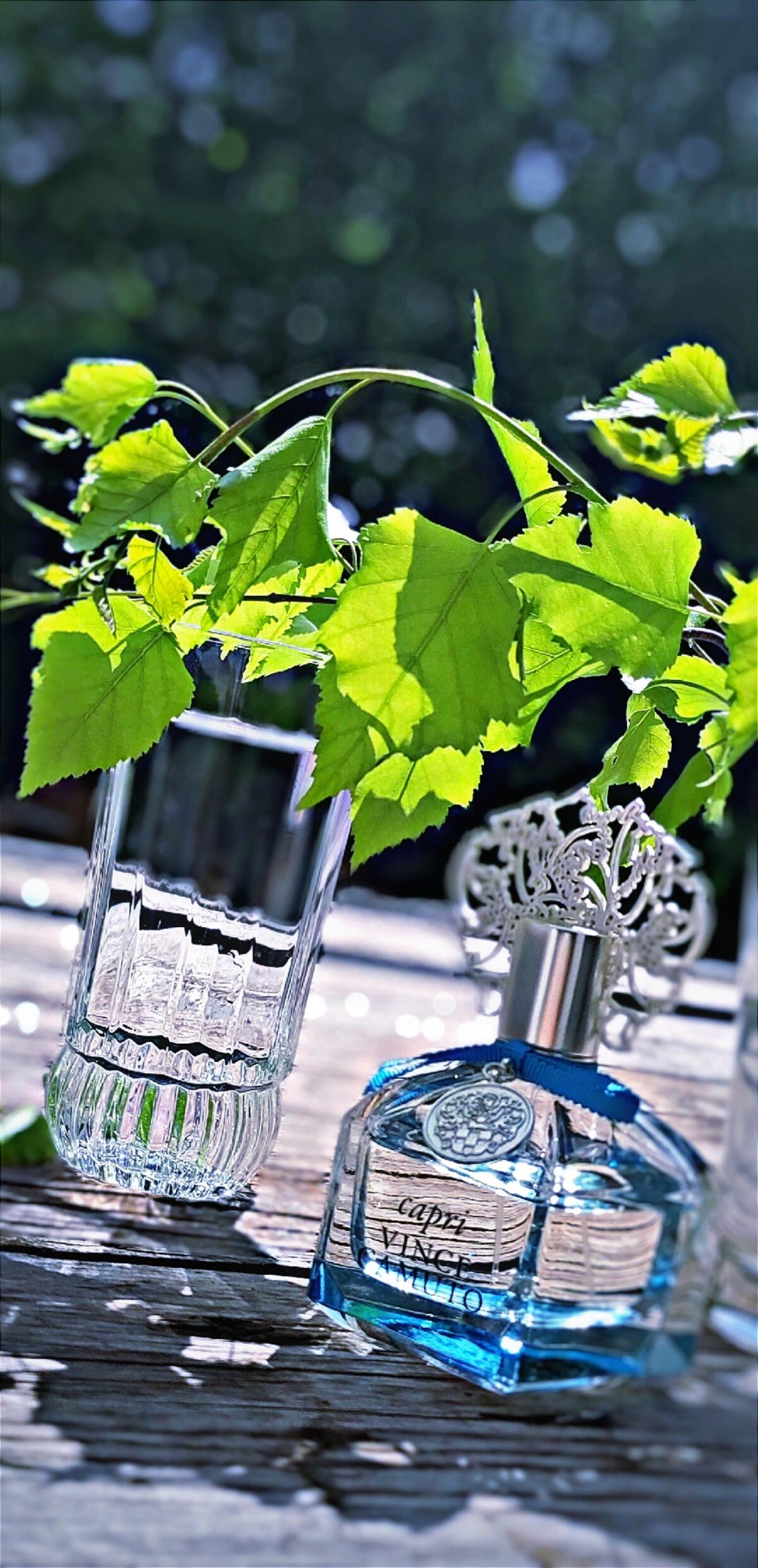 عطر ادکلن کاپری وینس کاموتو - Capri Vince Camuto - بررسی، قیمت و خرید