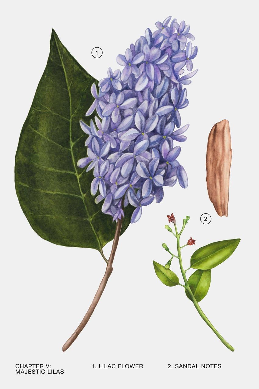 عطر ادکلن ماجستیک لیلاس زارا - Majestic Lilas Zara - بررسی، قیمت و خرید