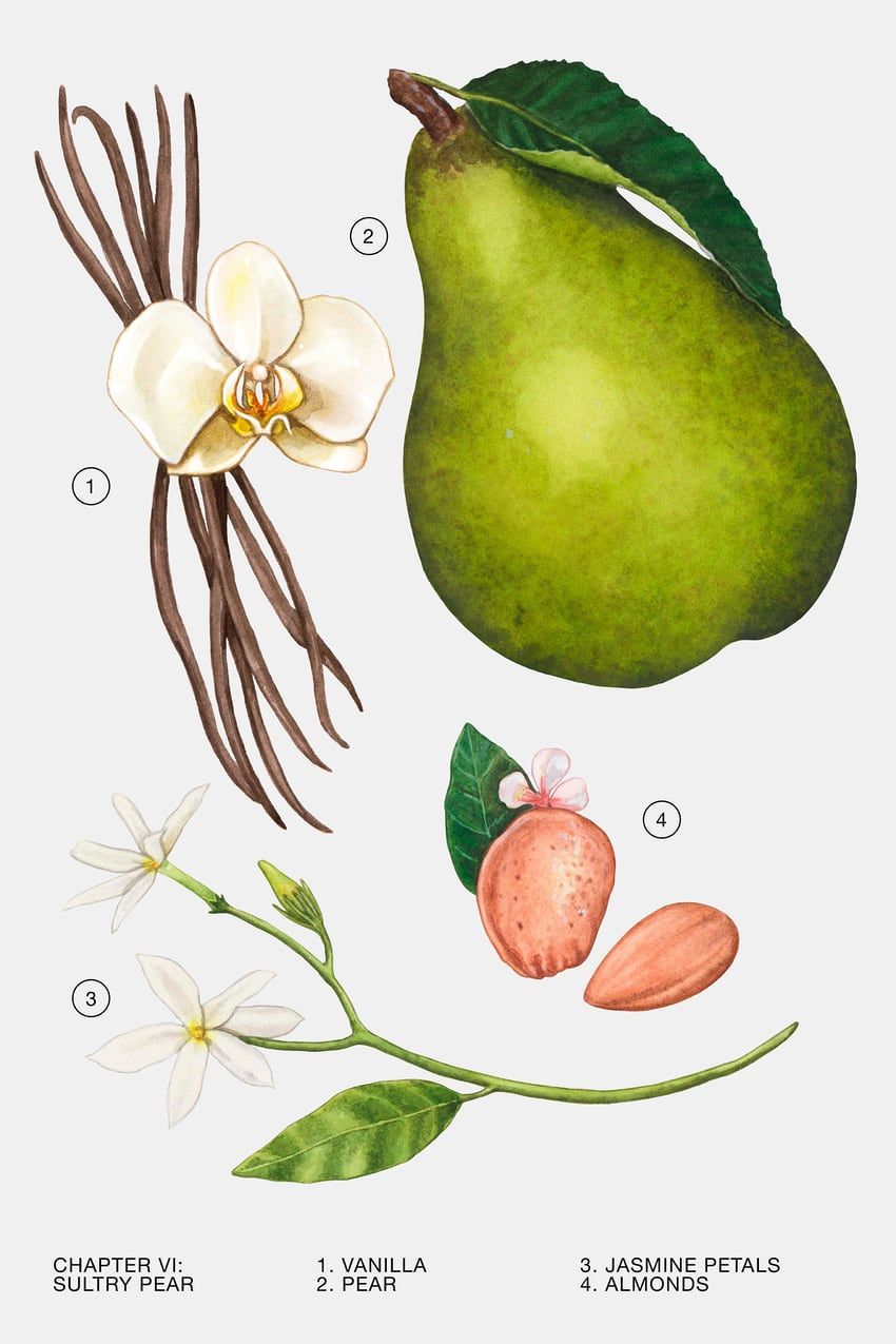 عطر ادکلن سالتری پیر اُ دو پرفیوم زارا - Sultry Pear Eau de Parfum Zara - بررسی، قیمت و خرید