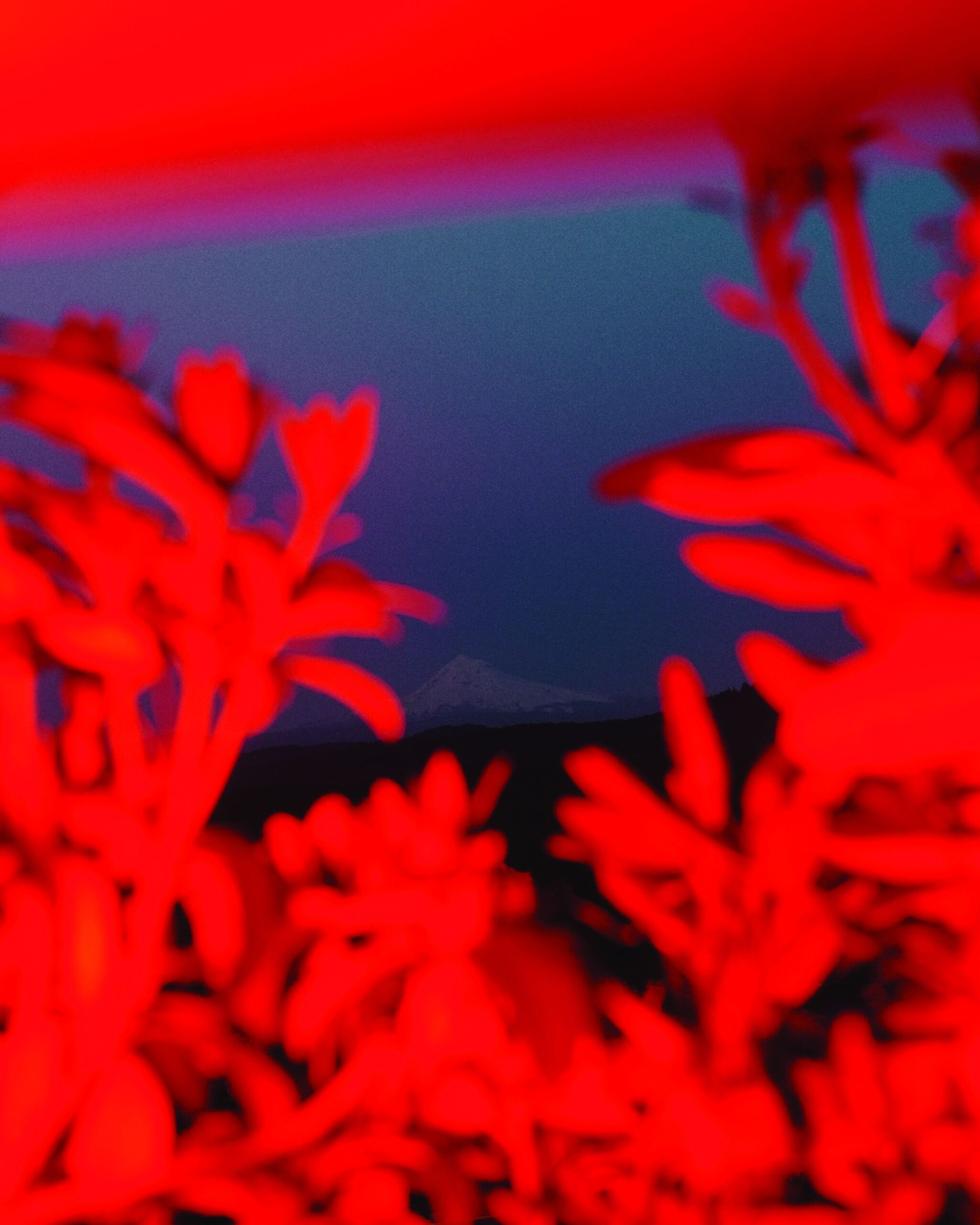 عطر ادکلن سانکرست اولریش لنگ - Suncrest Ulrich Lang - بررسی، قیمت و خرید