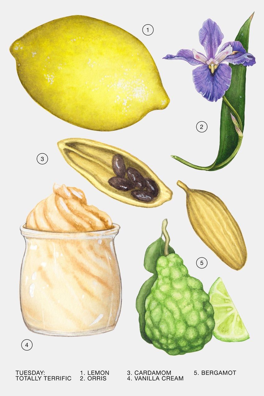 عطر ادکلن تیوسدی توتلی تریفیک زارا - Tuesday - Totally Terrific Zara - بررسی، قیمت و خرید