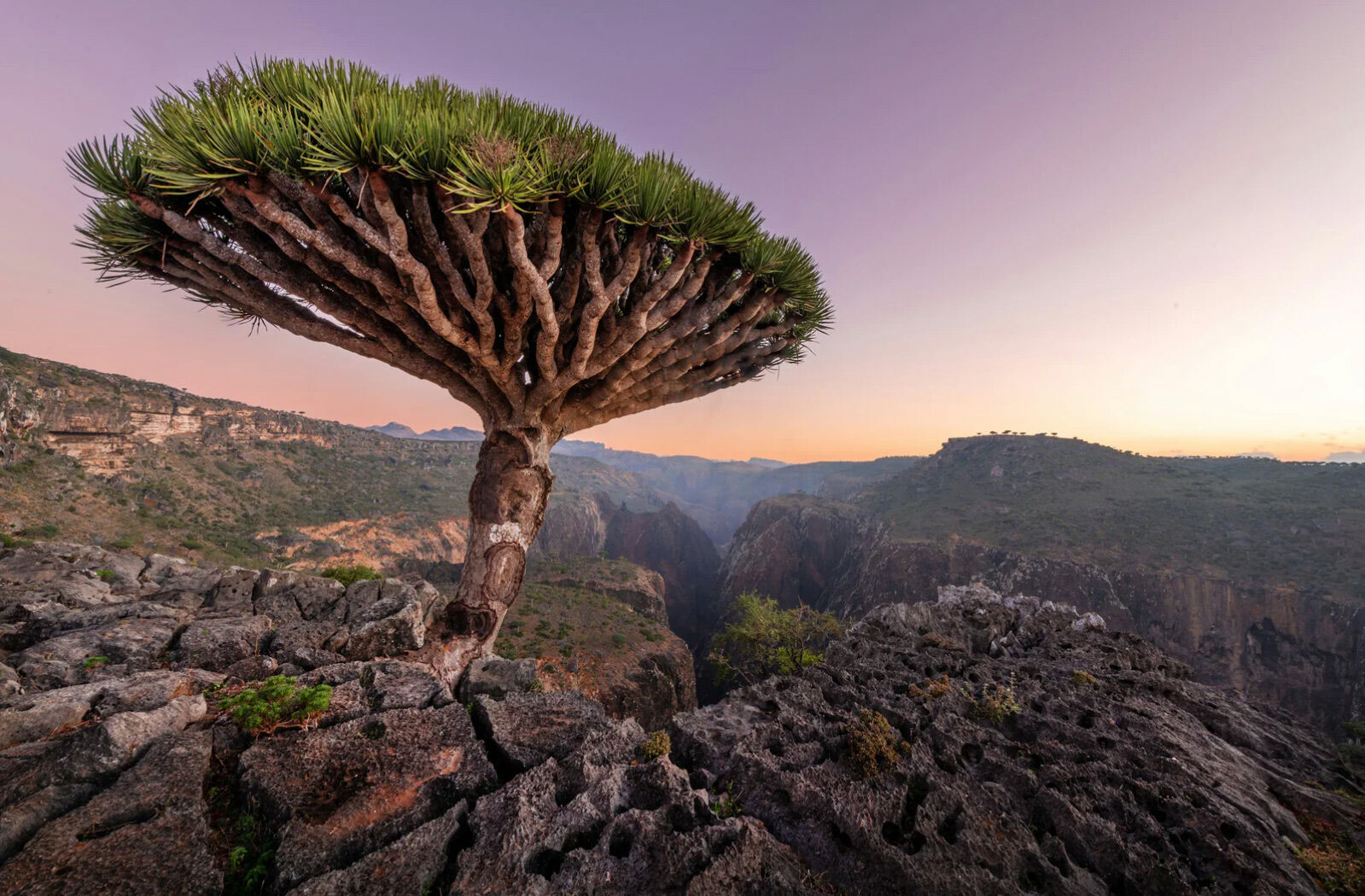 عطر ادکلن سقطرا حُنَیْن - Socotra Hunayn - بررسی، قیمت و خرید
