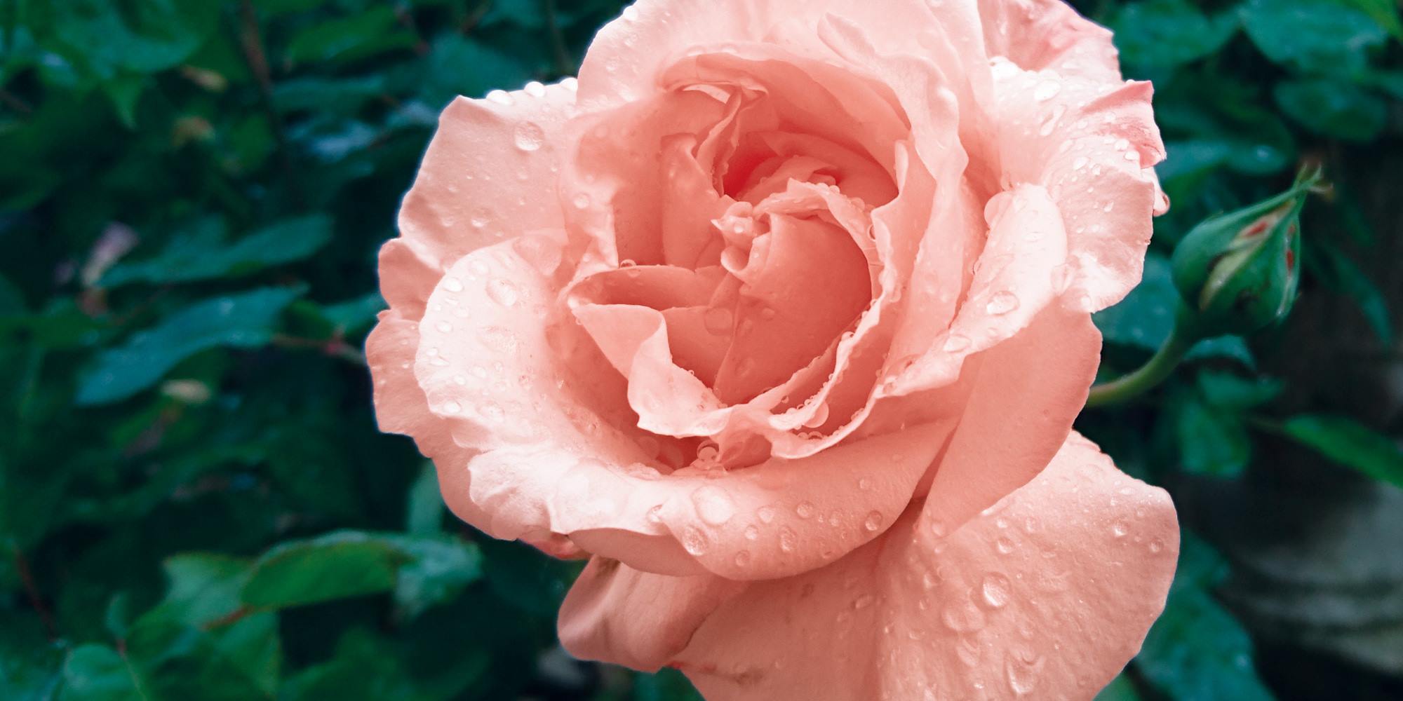 عطر ادکلن ایزولا دل گاردا ترده دل گاردا - Isola del Garda Terre del Garda - بررسی، قیمت و خرید