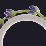 عطر ادکلن دولا هلیو - Dula Helio - بررسی، قیمت و خرید