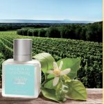 عطر ادکلن مایسترال دکتر تافی - Maestrale Dr. Taffi - بررسی، قیمت و خرید