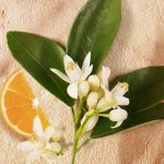 عطر ادکلن لوتان د زغو گوتال - Le Temps des Rêves Goutal - بررسی، قیمت و خرید