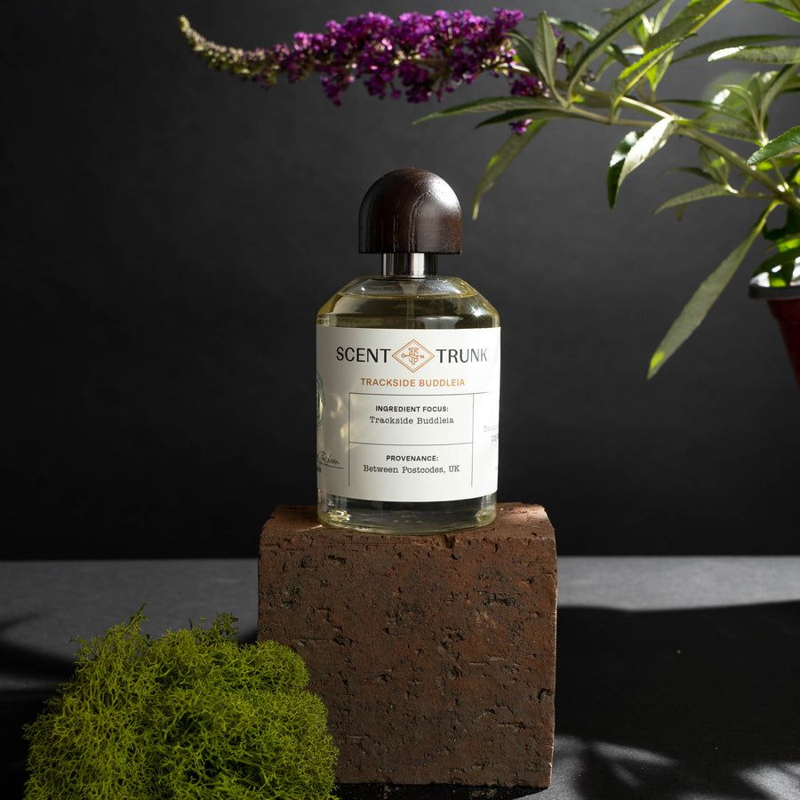 عطر ادکلن ترکساید بودلیا سِنت ترامک - Trackside Buddleia Scent Trunk - بررسی، قیمت و خرید