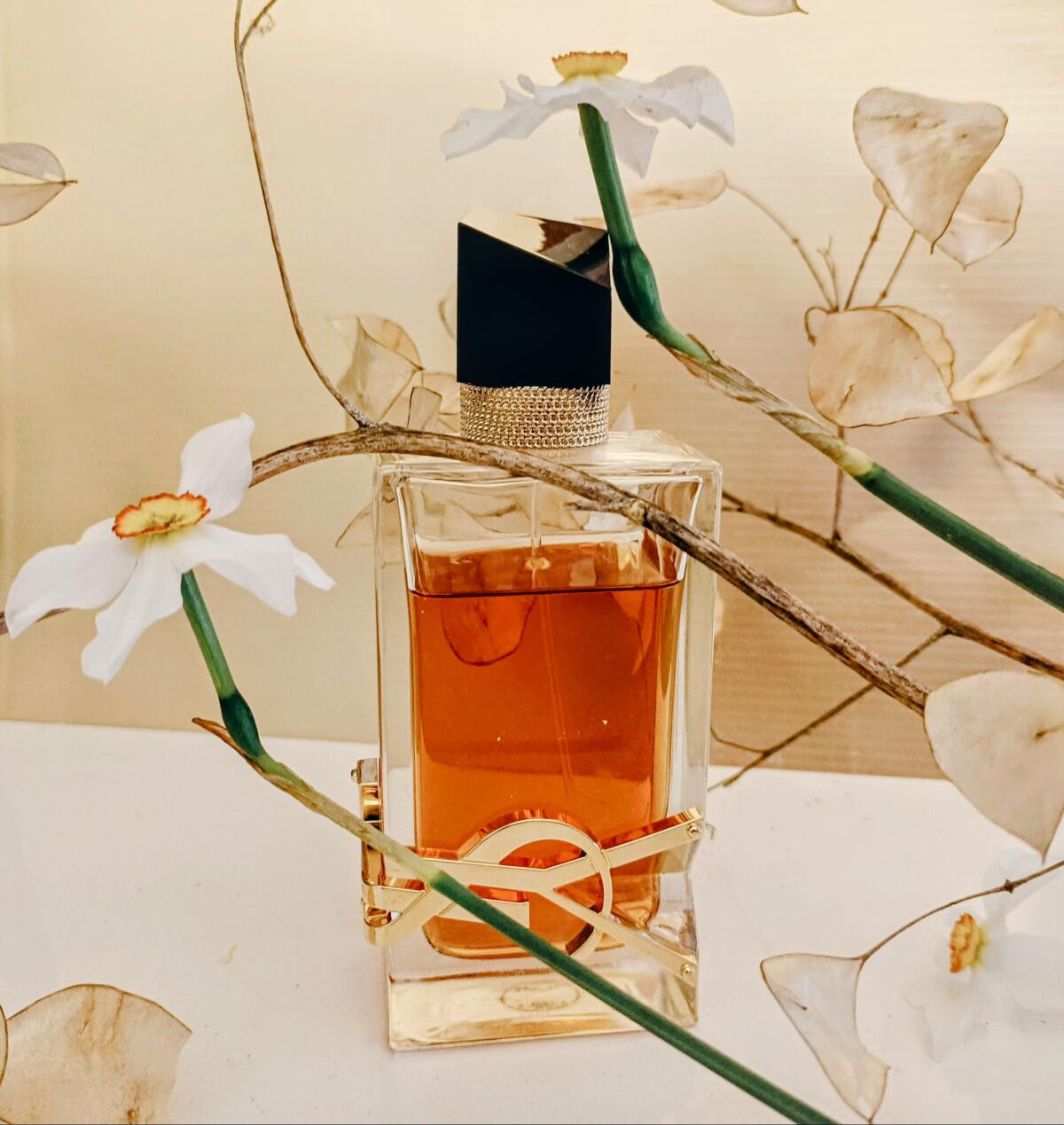 عطر ادکلن لیبره اینتنس ایو سن لوران - Libre Intense Yves Saint Laurent - بررسی، قیمت و خرید