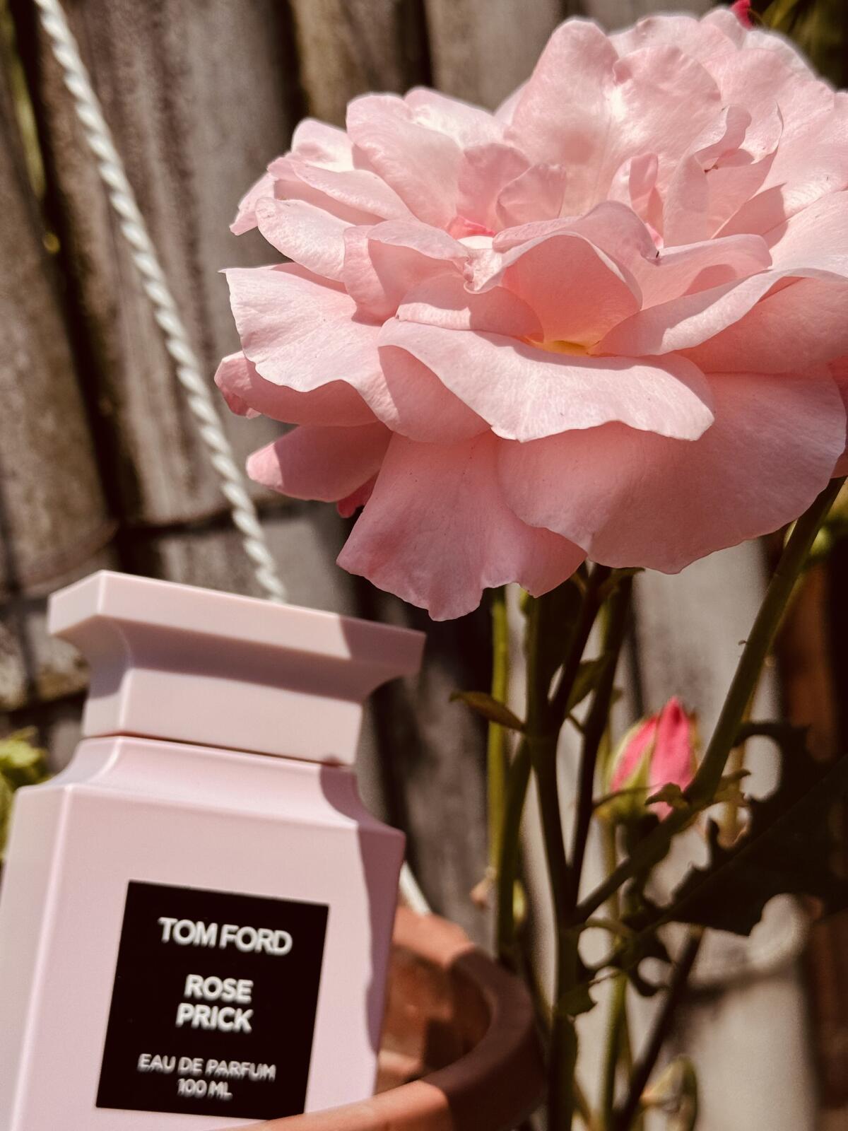 عطر ادکلن روز پریک تام فورد - Rose Prick Tom Ford - بررسی، قیمت و خرید