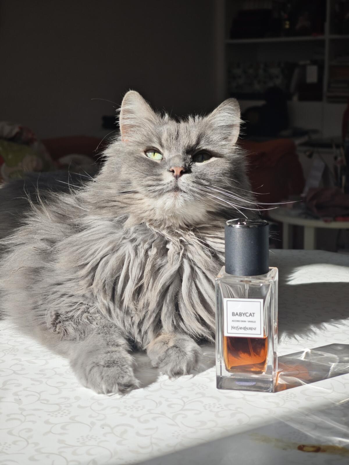 عطر ادکلن بیبیکت ایو سن لورن - Babycat Yves Saint Laurent - بررسی، قیمت و خرید