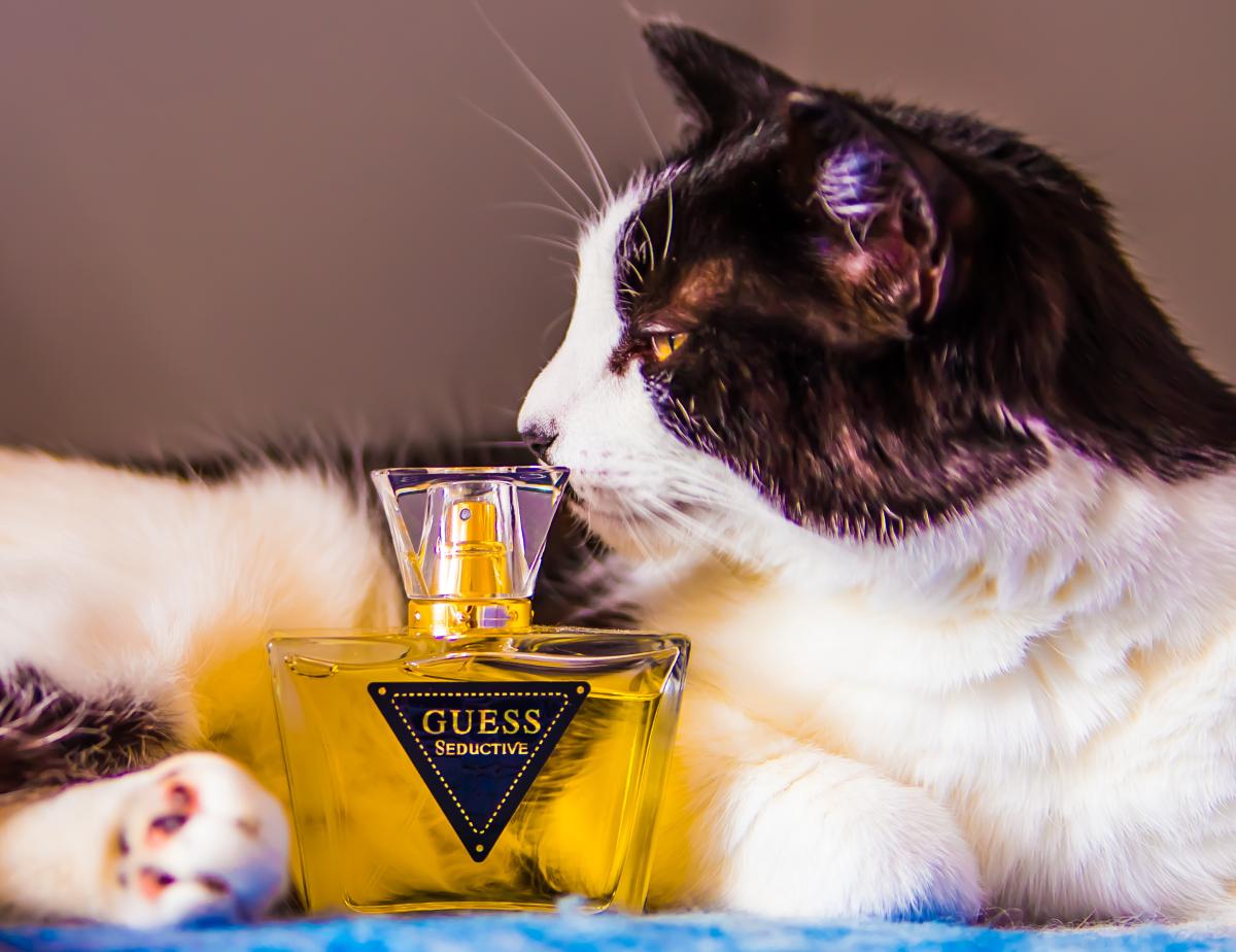 عطر ادکلن گس سیدیوس گس - Guess Seductive Guess - بررسی، قیمت و خرید