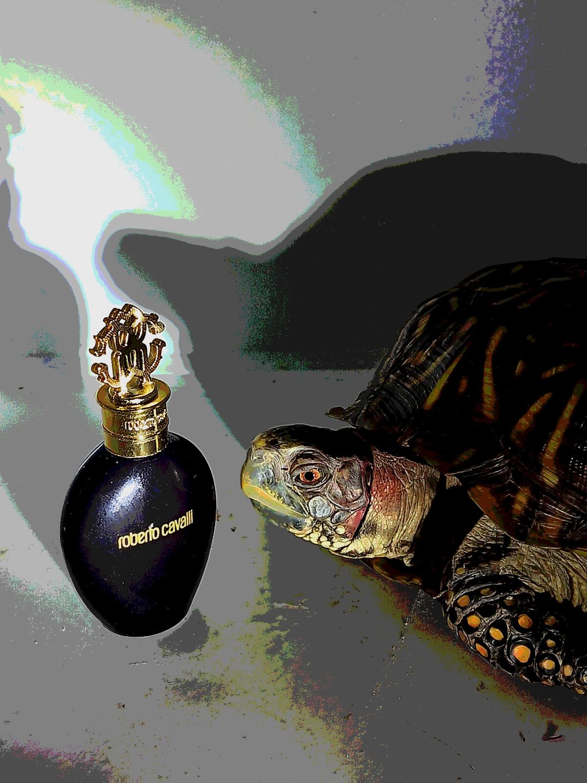 عطر ادکلن رابرتو کاوالی نرو اسولوتو روبرتو کاوالی - Roberto Cavalli Nero Assoluto Roberto Cavalli - بررسی، قیمت و خرید