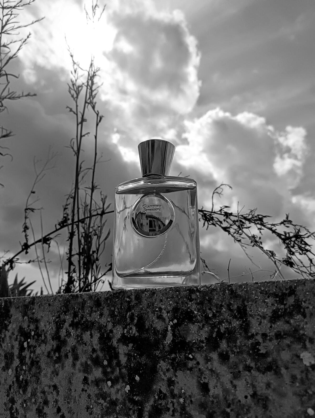 عطر ادکلن بک تو ماسک جاردینو بنسِره - Back To Musk Giardino Benessere - بررسی، قیمت و خرید