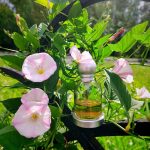 عطر ادکلن هالووین هالووین - Halloween Halloween - بررسی، قیمت و خرید