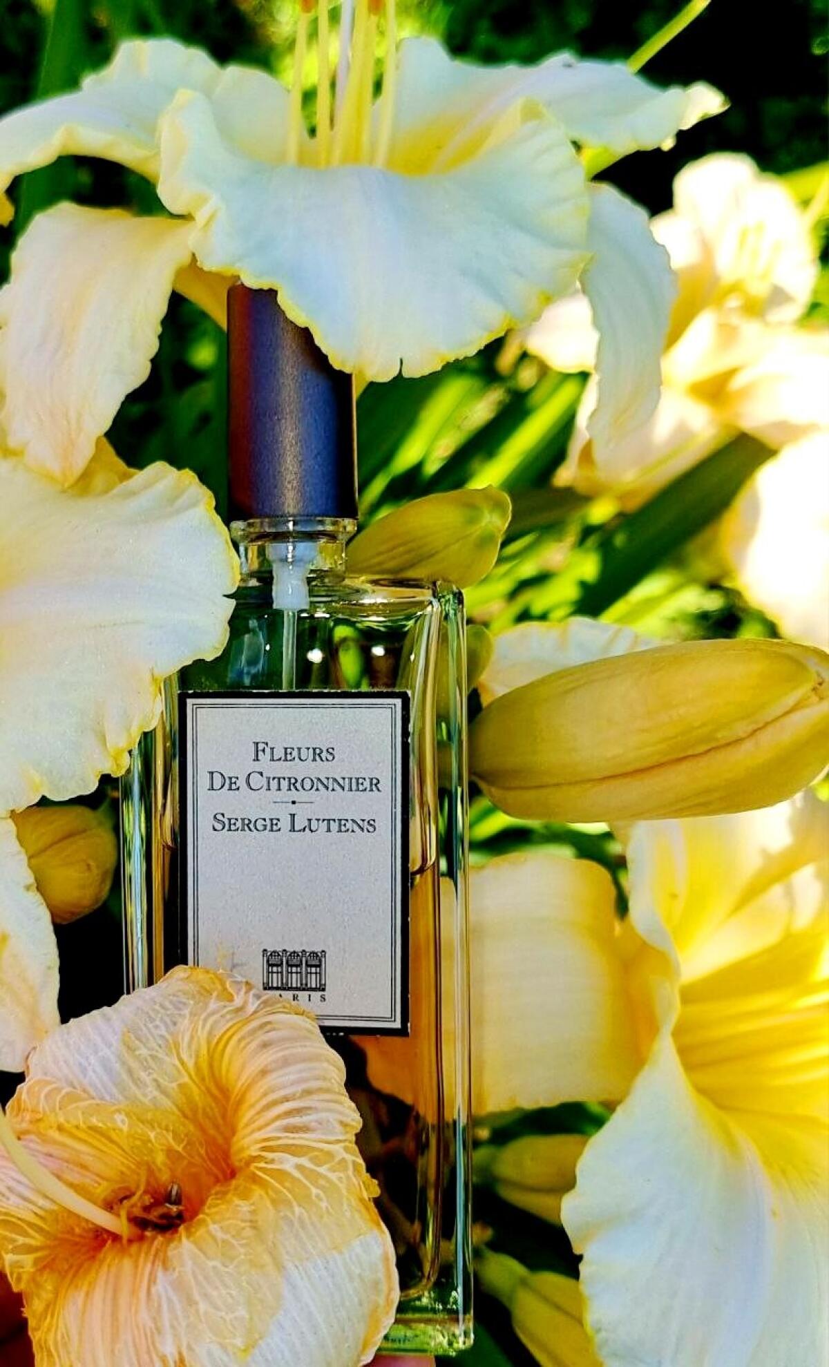 عطر ادکلن فلور د سیتورنیه سرژ لوتنز - Fleurs de Citronnier Serge Lutens - بررسی، قیمت و خرید