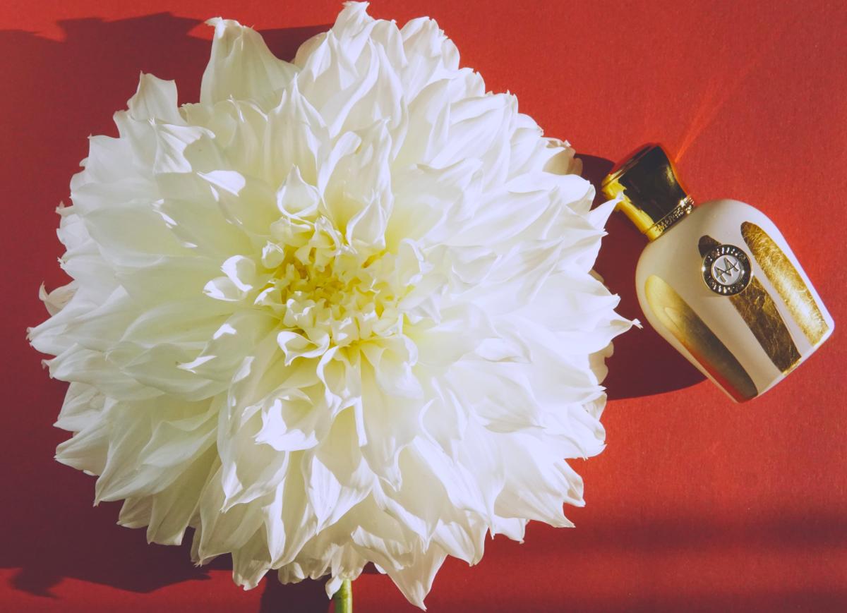 عطر ادکلن باله‌رینا مورِسک - Ballerina Moresque - بررسی، قیمت و خرید