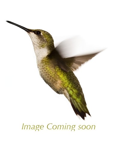 عطر ادکلن تانیما نو هیمه‌یوری شیسیدو - Tanima No Himeyuri Shiseido - بررسی، قیمت و خرید