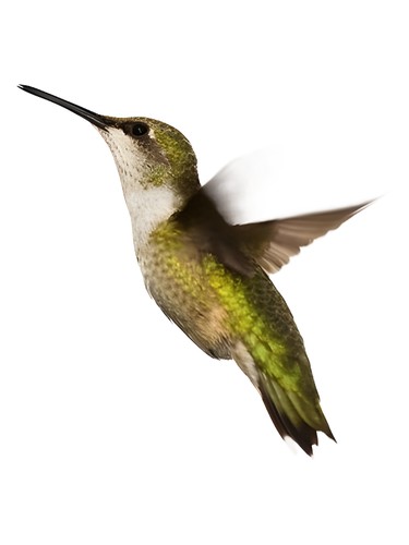 عطر ادکلن نیومونهی شیسیدو - Nyumonhei Shiseido - بررسی، قیمت و خرید