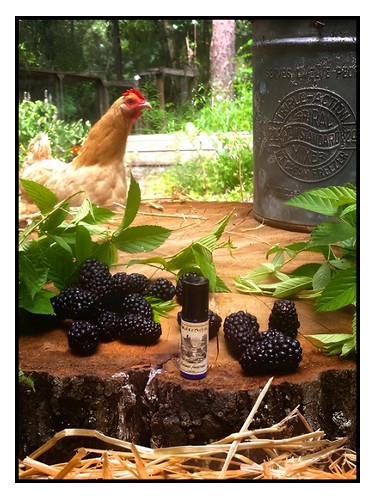 عطر ادکلن بلکبرن فارمستد سولستیس سنتس - Blackburn Farmstead Solstice Scents - بررسی، قیمت و خرید