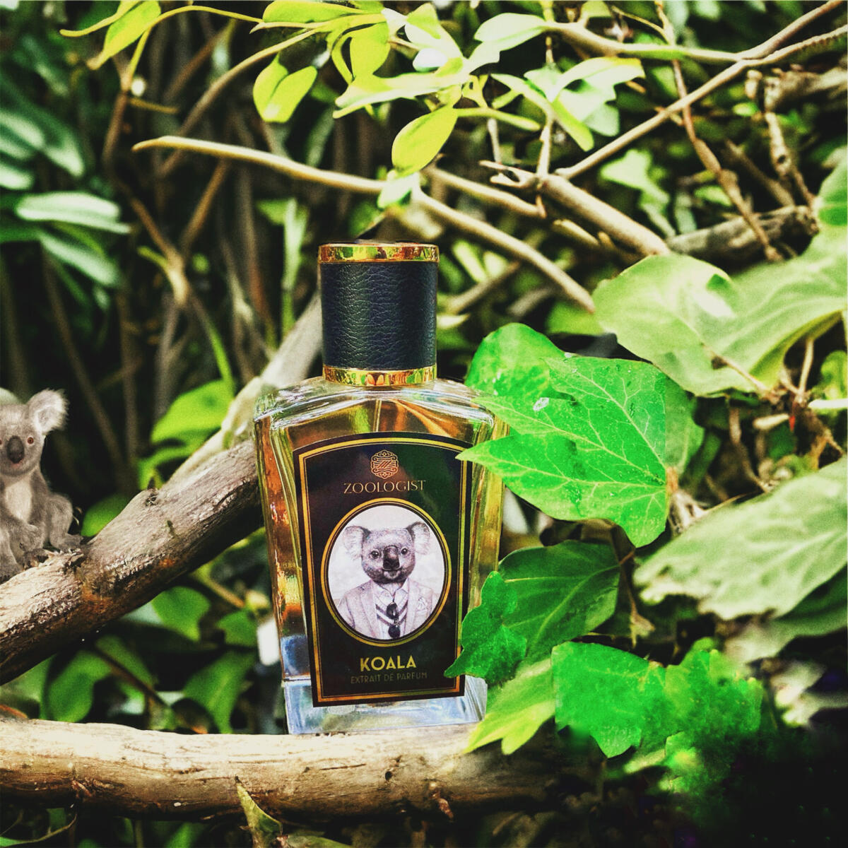 عطر ادکلن کوالا زولوژیست پرفیومز - Koala Zoologist Perfumes - بررسی، قیمت و خرید