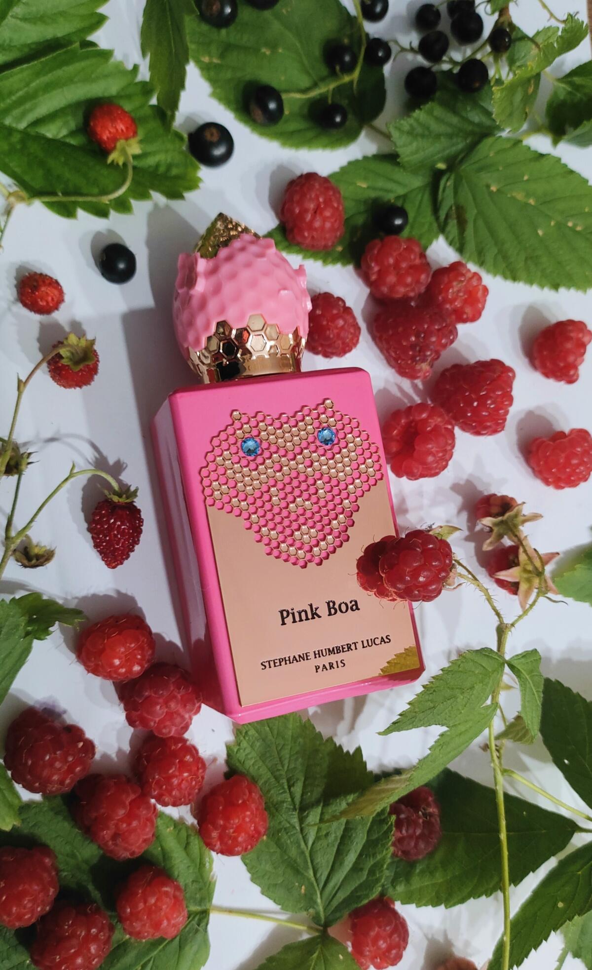 عطر ادکلن پینک بوا استفان هامبرت لوکاس ۷۷۷ - Pink Boa Stéphane Humbert Lucas 777 - بررسی، قیمت و خرید