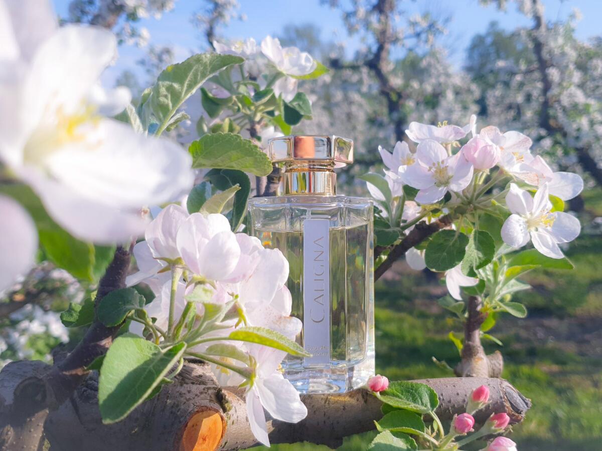 عطر ادکلن کالینا لارتیزان پرفیومر - Caligna L'Artisan Parfumeur - بررسی، قیمت و خرید