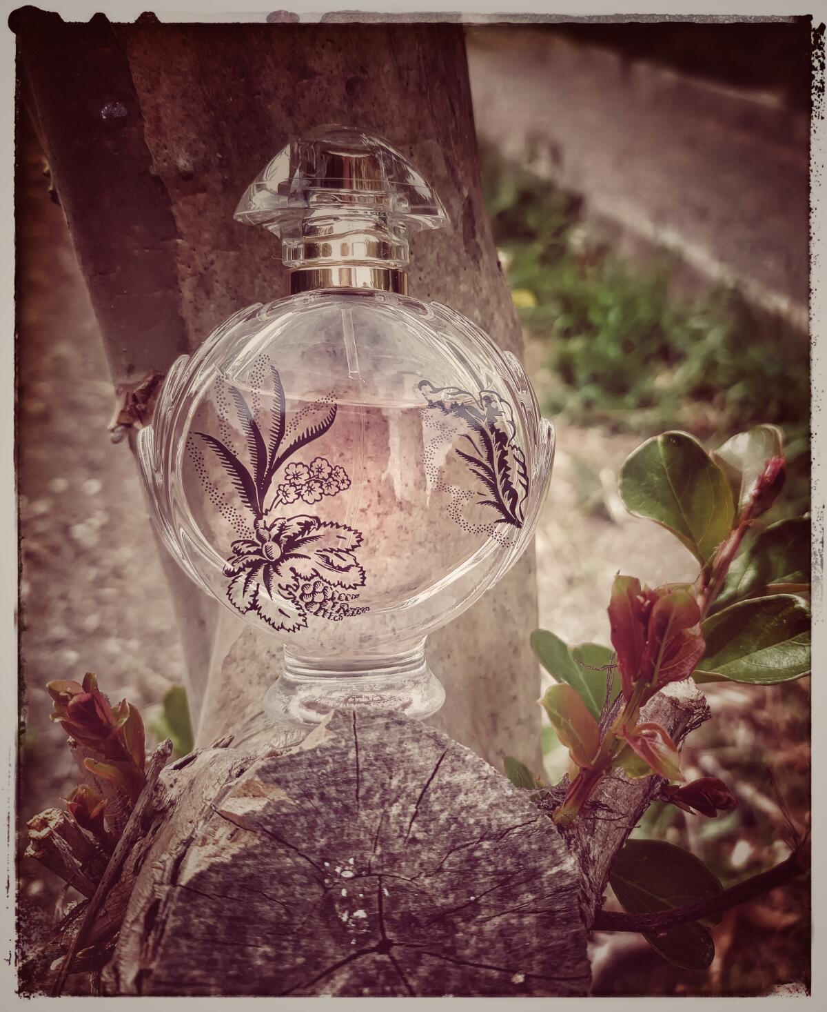 عطر ادکلن اولیمپیا بلوسوم رابان - Olympea Blossom Rabanne - بررسی، قیمت و خرید