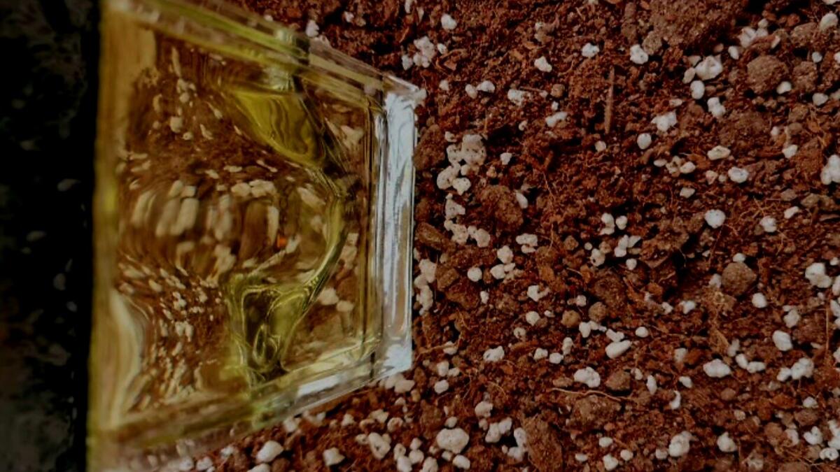 عطر ادکلن پو د الیور استارک - Peau d'Ailleurs Starck - بررسی، قیمت و خرید