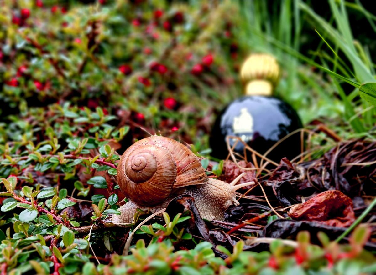 عطر ادکلن آرپژ لنوین - Arpège Lanvin - بررسی، قیمت و خرید