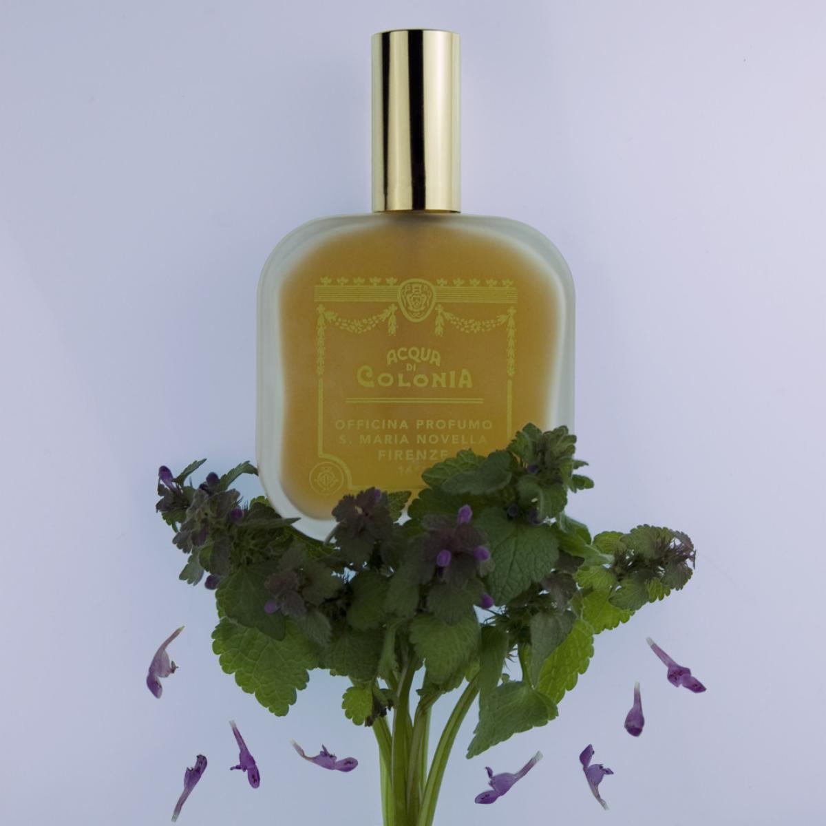 عطر ادکلن پاچولی سانتا ماریا نوولا - Patchouli Santa Maria Novella - بررسی، قیمت و خرید